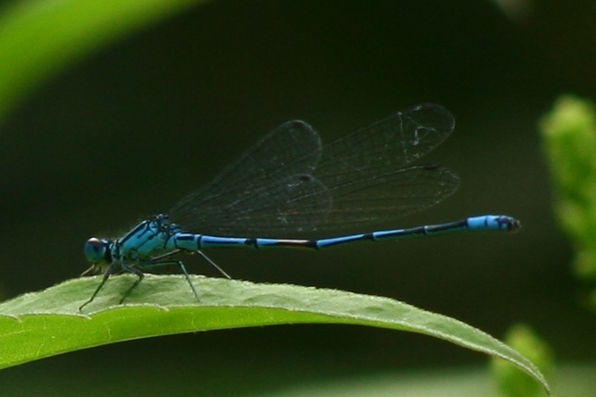 Coenagrion puella/pulchellum? puella
